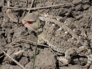 By Mountain-Prairie Region. US Fish and Wildlife Service. US Department of the Interior. [Public domain], <a href="http://commons.wikimedia.org/wiki/File%3AShort-horned_lizard_-_Charles_M_Russell_National_Wildlife_Refuge_-_Montana_-_2011-04-12.jpg">via Wikimedia Commons</a>