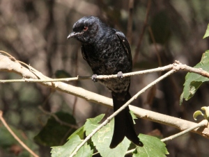 Fork-tailed_Drongo